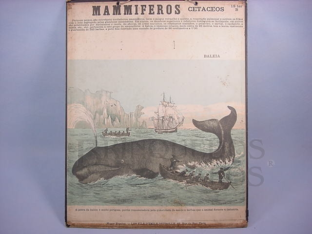 Brinquedo antigo Cartaz Escolar do Liceu Pasteur Mammiferos Cetaceos Caça à Baleia Impresso na França Década de 1940