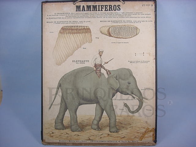Brinquedo antigo Cartaz Escolar do Liceu Pasteur Mammiferos Elephante 59,00 por 47,00 cm impresso na França Década de 1940