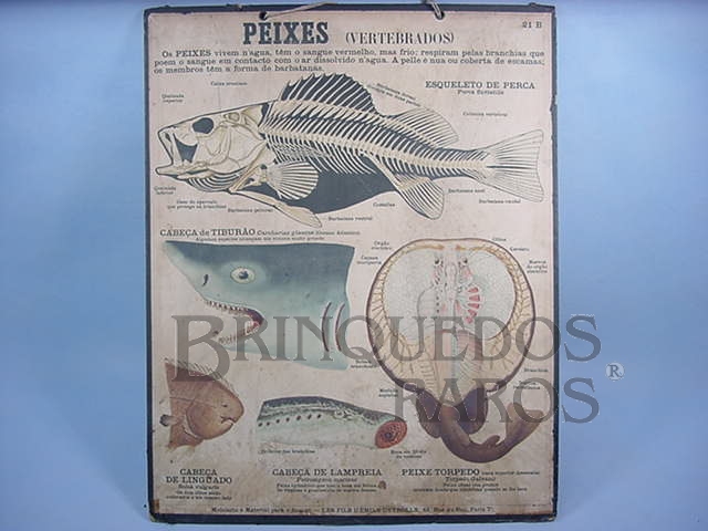 Brinquedo antigo Cartaz Escolar do Liceu Pasteur Peixes Vertebrados 59,00 por 47,00 cm impresso na França Década de 1940