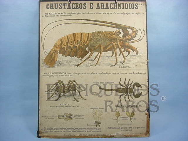 Brinquedo antigo Cartaz Escolar do Liceu Pasteur Crustaceos e Arachnidios 59,00 por 47,00 cm impresso na França Década de 1940