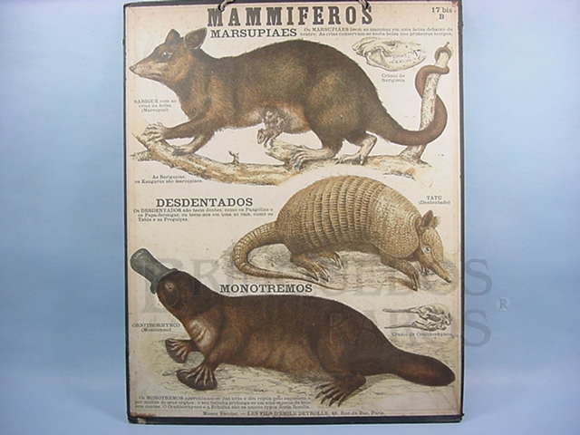Brinquedo antigo Cartaz Escolar do Liceu Pasteur Mammiferos Marsupiaes 59,00 por 47,00 cm impresso na França Década de 1940