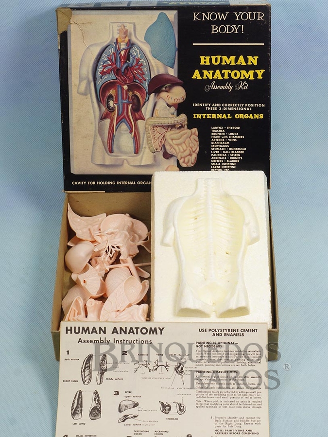 Brinquedo antigo Conjunto Científico Corpo Humano Know Your Boddy Human Anatomy Década de 1970