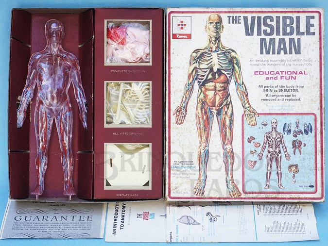 Brinquedo antigo Conjunto Científico Corpo Humano Masculino The Visible Man Década de 1960